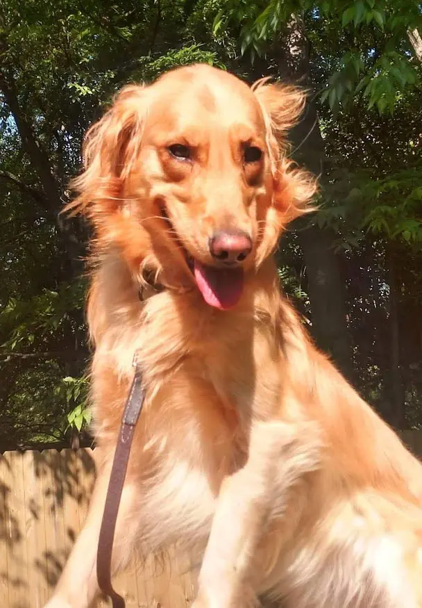 Carolina's Dog Trainer | Lancaster, SC | well-trained golden retriever